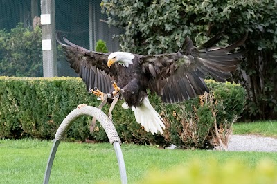 Foto de Greifvogelpark Buchs