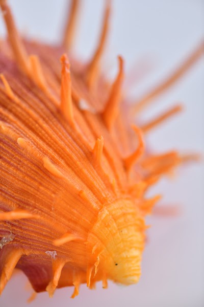 Foto de World Of Seashells