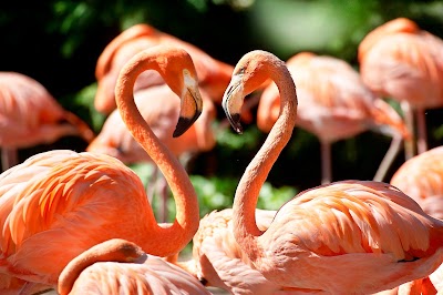 Foto de Vogelpark Avifauna