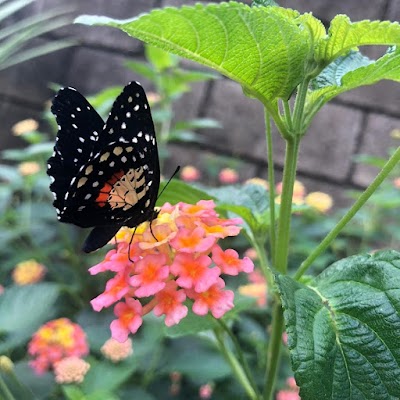 Foto de Spirogyra Butterfly Garden