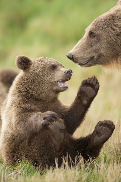 Foto de Skandinavisk Dyrepark