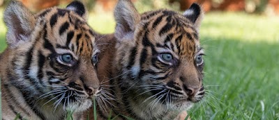 Foto de Attica Zoological Park