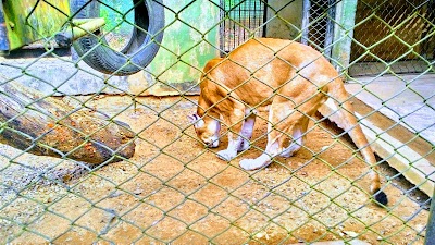 Foto de CRAS - Centro de Reabilitação de Animais Silvestres