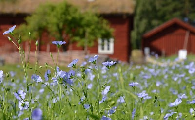Foto de Vallby friluftsmuseum