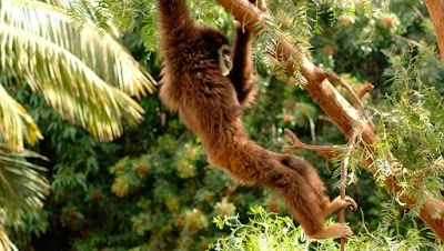 Foto de Jungle Park