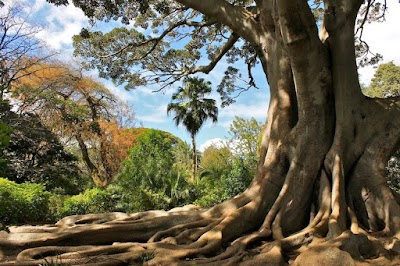 Foto de Arderne Gardens