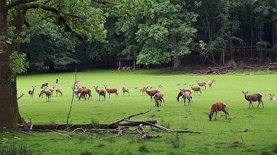 Foto de Wildwald Voßwinkel