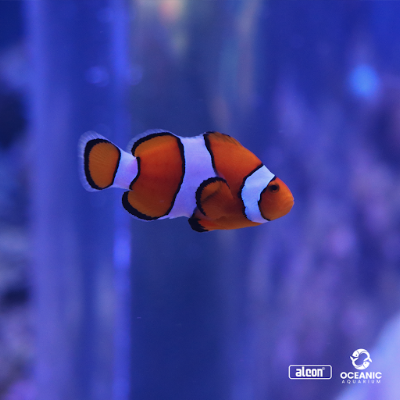 Foto de Oceanic Aquarium