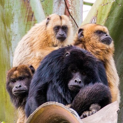 Foto de Parque HORTO FLORESTAL da Popular - Cea Imbirussu