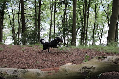 Foto de Tierheim Iserlohn