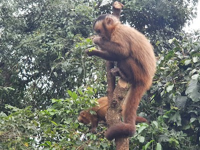 Foto de Bosque dos Macacos