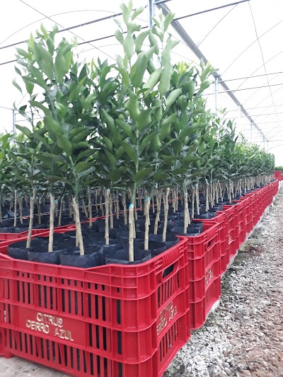 Foto de Citrus Cerro Azul