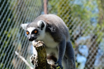 Foto de Zootah
