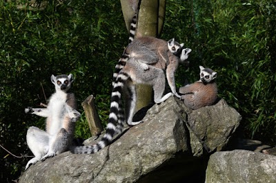 Foto de Zoo Linz