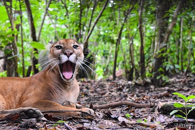 Foto de Rescate Wildlife Rescue Center