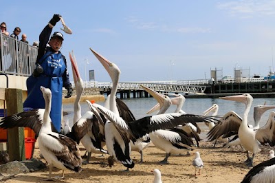 Foto de San Remo Pelican Feeding