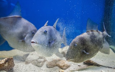 Foto de Adriatic aquarium Baška