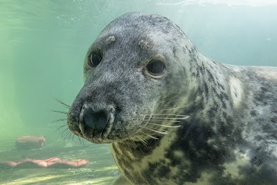 Foto de Cornish Seal Sanctuary