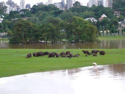 Foto de Parque Barigui