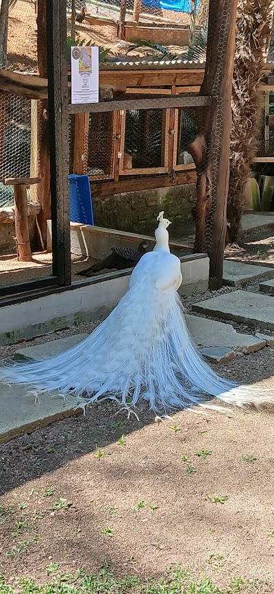 Foto de Criatório Rancho das Aves