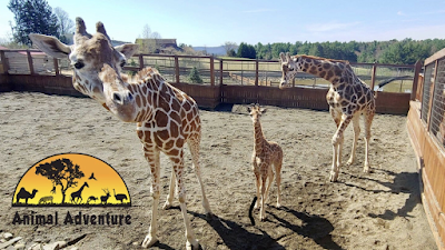 Foto de Animal Adventure Park