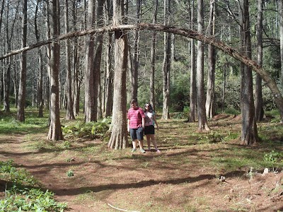 Foto de Bosque vermelho