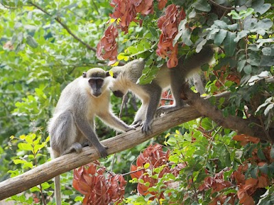 Foto de Israeli Primate Sanctuary Foundation
