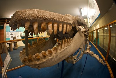 Foto de Eden Killer Whale Museum
