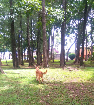 Foto de El Bosque Park