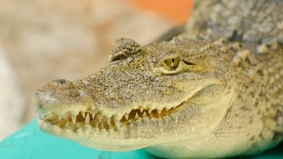 Foto de Croco Cun Zoo