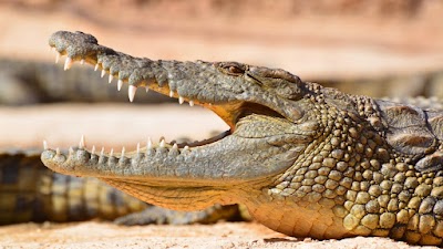 Foto de Crocoparc