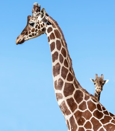 Foto de Jyllands Park Zoo