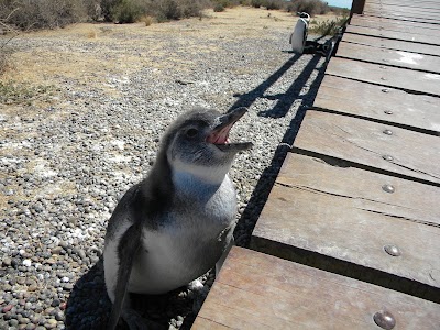 Foto de Reserva Lobería de Punta Loma