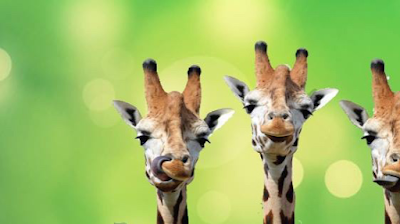 Foto de Emirates Park Zoo and Resort