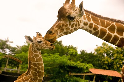 Foto de Ponderosa Adventure Park