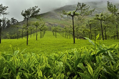 Foto de Trip My Kerala - Kerala Tourism Packages