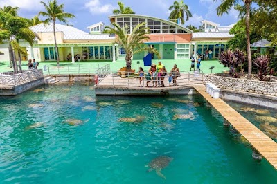 Foto de Cayman Turtle Centre