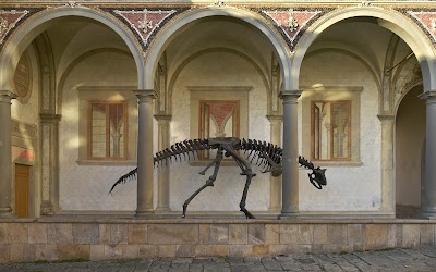 Foto de Museu de História Natural da Universidade de Pisa