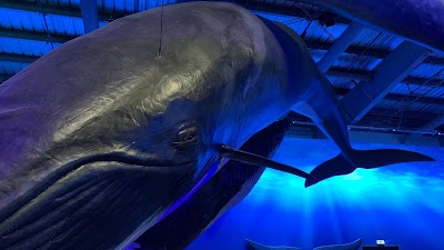 Foto de Whales of Iceland